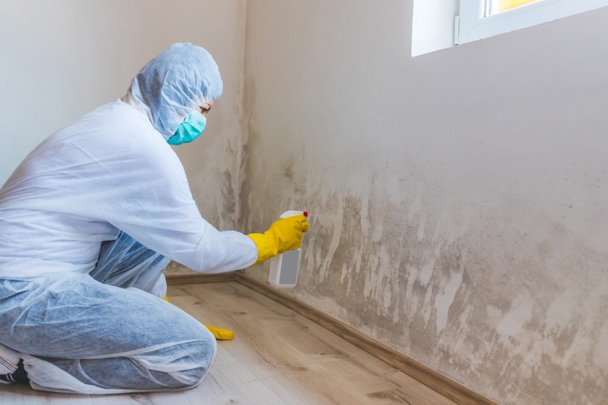 Mold remediation and mold removal services in New York