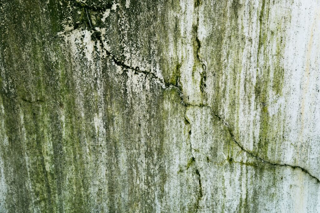 Mold Remediation Cost in Long Island NY