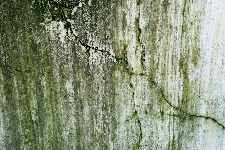 Mold Remediation Cost in Long Island NY